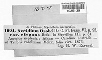 Aecidium orobi image